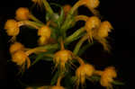 Crested yellow orchid